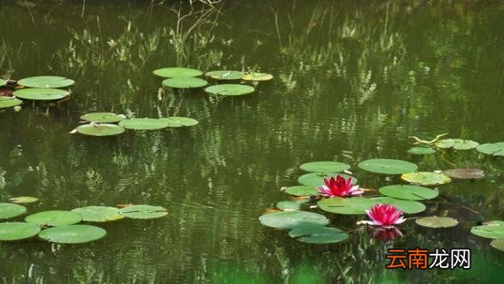 睡莲开花后又闭合是什么原因
