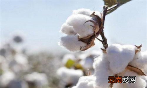 棉花是植物开的花吗