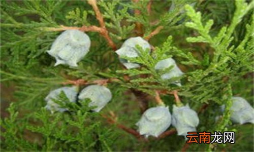 柏香籽是什么树