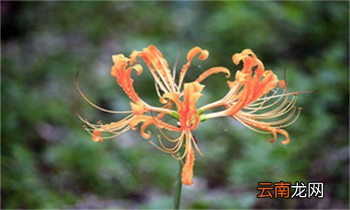 黄色彼岸花叫什么