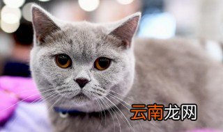 猫咪只吃罐头不吃猫粮怎么办 猫咪只吃罐头不吃猫粮解决方法