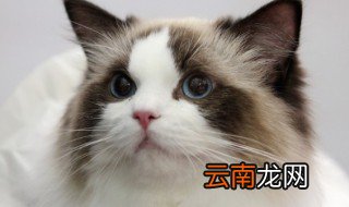 幼猫猫粮吃到几个月 幼猫猫粮多大吃