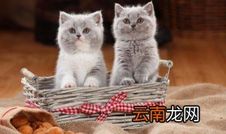 猫除了吃猫粮还可以吃什么东西 猫除了吃猫粮还可以吃的食物