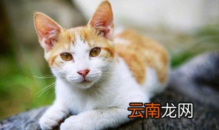 成年猫能吃幼猫粮吗 成年猫能不能吃幼猫粮