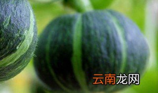 贝贝小南瓜的种植方法和时间 如何种植贝贝小南瓜