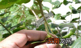 接穗发芽了还能嫁接吗 答案在这里