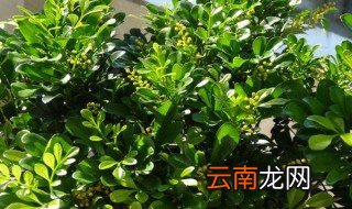 米兰喜欢什么土 米兰土壤要求简述
