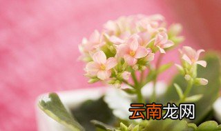 室内花有哪些 哪些花适合放在室内