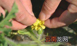 氯吡脲如何给西瓜授粉 西瓜授粉期的管理技巧