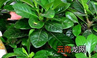 栀子花怎么养才长得好 这些细节要注意到