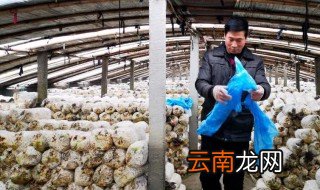 大棚平菇养殖方法 这里有详细的养殖技巧