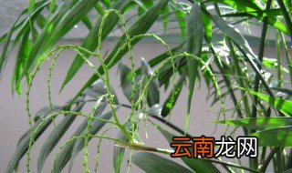 袖珍椰子怎么养长得快 袖珍椰子种植技巧