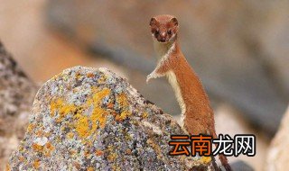黄鼠狼进家是吉是凶 黄鼠狼进家是吉