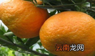 孕妇吃椪柑好吗 孕妇吃椪柑好不好