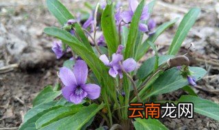 紫花地丁什么时候采摘 紫花地丁别名野堇菜 光瓣堇菜