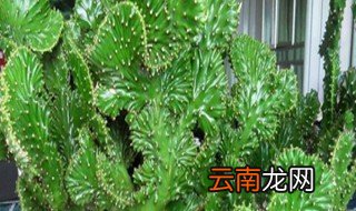 麒麟掌怎么施肥 麒麟掌施肥方法