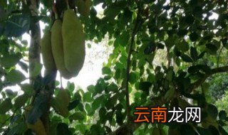 菠萝蜜的树长什么样 菠萝蜜的树简述