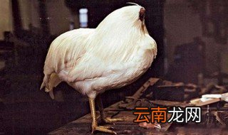 鸡的常识 鸡的常识有什么