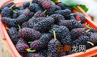 桑果和草莓可不可以一起吃 桑果和草莓可以一起吃