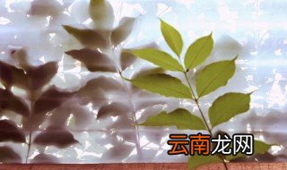 植物纤维物是什么 植物纤维是什么