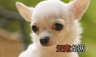 出生三个月狗狗注意事项 养狗狗这些都要留心