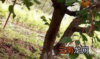 白浆有什么用 白浆的作用讲解