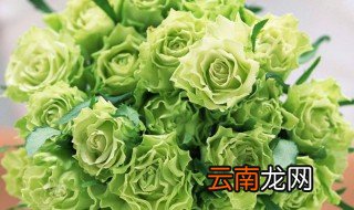 绿色玫瑰的养殖方法和注意事项 绿色玫瑰养殖方法和注意事项如下