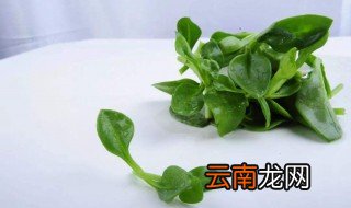穿心莲怎么吃 食用穿心莲的方法