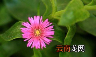 孕妇可以吃穿心莲吗 食用穿心莲需要注意什么