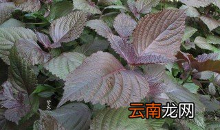 紫苏叶的营养价值 紫苏叶有什么营养价值