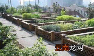 楼顶种菜好吗 楼顶种菜好