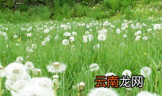 蒲公英是代表什么意义的花 蒲公英的简单介绍
