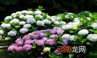 绣球花的花可以浇水嘛 绣球花的花可以浇水