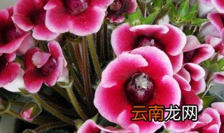 大岩桐花的饲养方法 大岩桐花的养殖方法