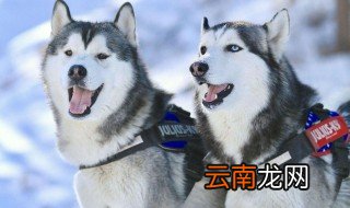 哈士奇怎么养 来听听专业建议了