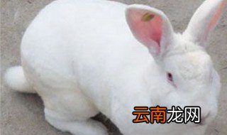 怎么养兔 宠物兔怎么养