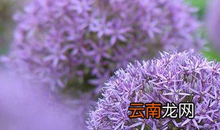 绒球花几点钟开花 绒球花的用途讲解