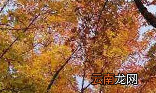 山红叶开花吗 山红叶的习性讲解
