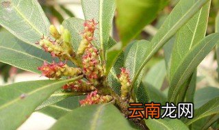 南方杨梅什么时候开花 南方杨梅的开花时间