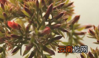 燕子掌开花季节 燕子掌的花期讲解