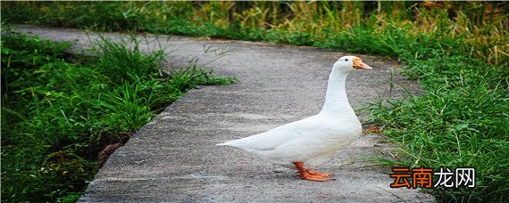 鹅可不可以吃盐