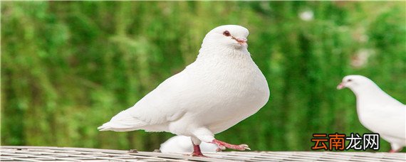 种鸽配对前用药顺序