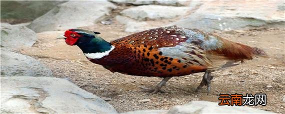 野鸡早上几点最好打