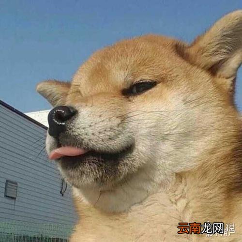 微信头像图片2021最新款 微信头像图片2021分享