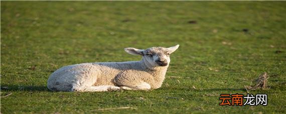 母羊难产生不出来怎么办