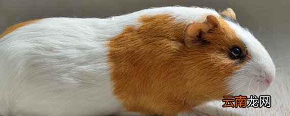 荷兰猪会不会有冠状病毒