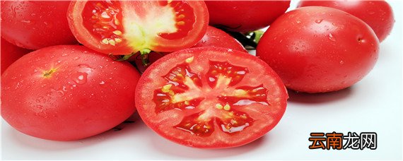 西红柿的栽培种植技术