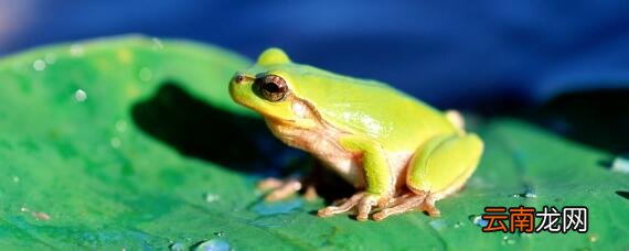 蝌蚪变青蛙的5个过程