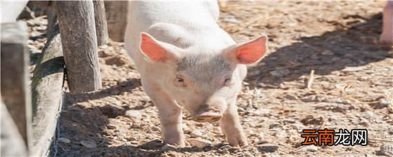 猪大便干燥怎么办