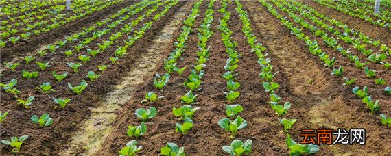 立春能种什么农作物